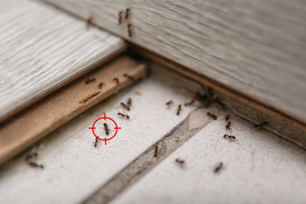 Best Ant Control Services  in Kenova, WV