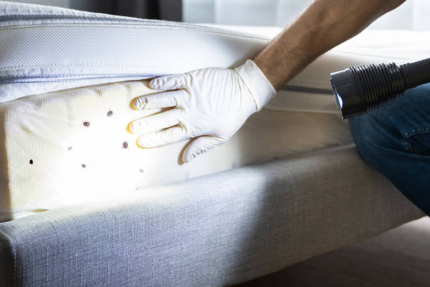 Best Mosquito Control Services  in Kenova, WV