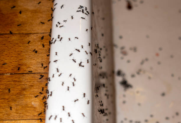 Best Local Pest Control Services  in Kenova, WV