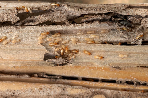 Best Pest Control for Homes  in Kenova, WV