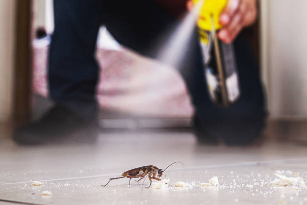 Best Cockroach Control Services  in Kenova, WV